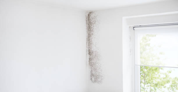 Best Mold-Related Health Consultation  in Rutherford, TN